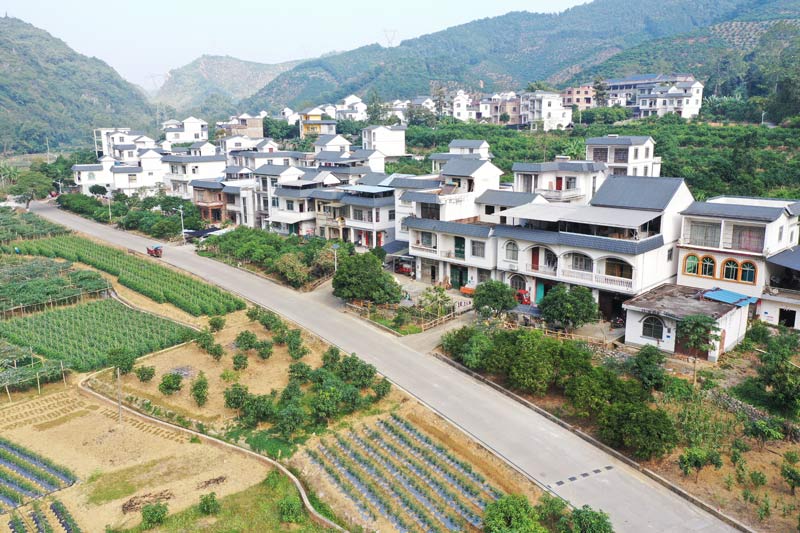 百色市田陽砂糖橘產(chǎn)業(yè)路。