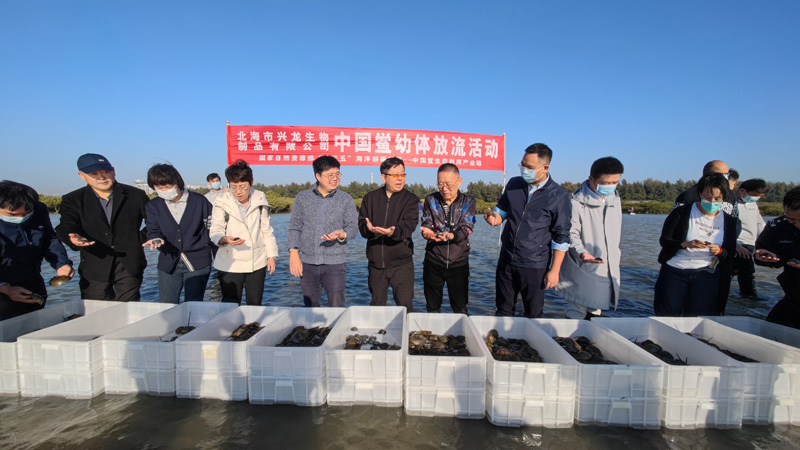 北部灣大學(xué)科研團隊參加中華鱟幼體放流活動。