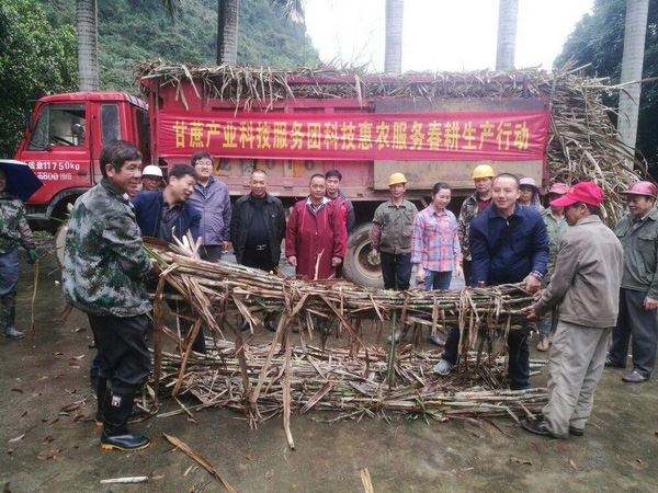 馬文清在為村民贈(zèng)送蔗種。