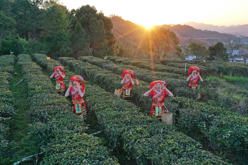 采茶姑娘們，身挎?zhèn)€小巧的竹簍，穿梭在茶樹之間。