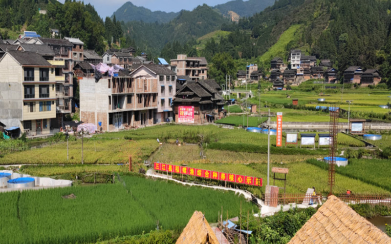 獨(dú)峒鎮(zhèn)具盤村稻螺基地。