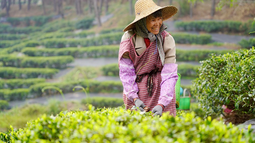 工人正在采摘茶葉。覃塘區(qū)融媒體中心供圖