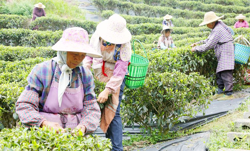 工人們忙著采茶。韋東保攝