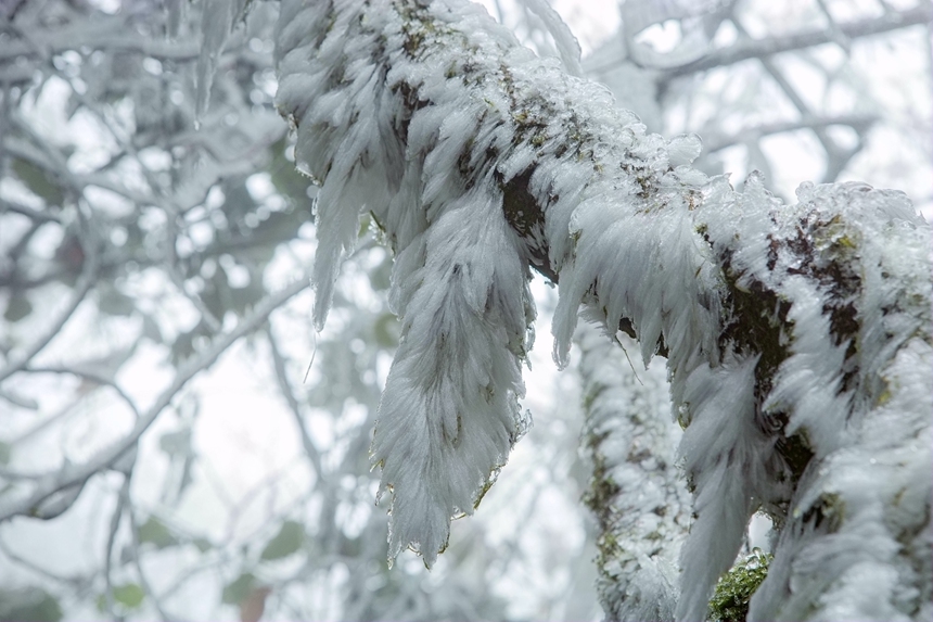 林間枯枝披上了雪白的“絨裝”。李世華攝
