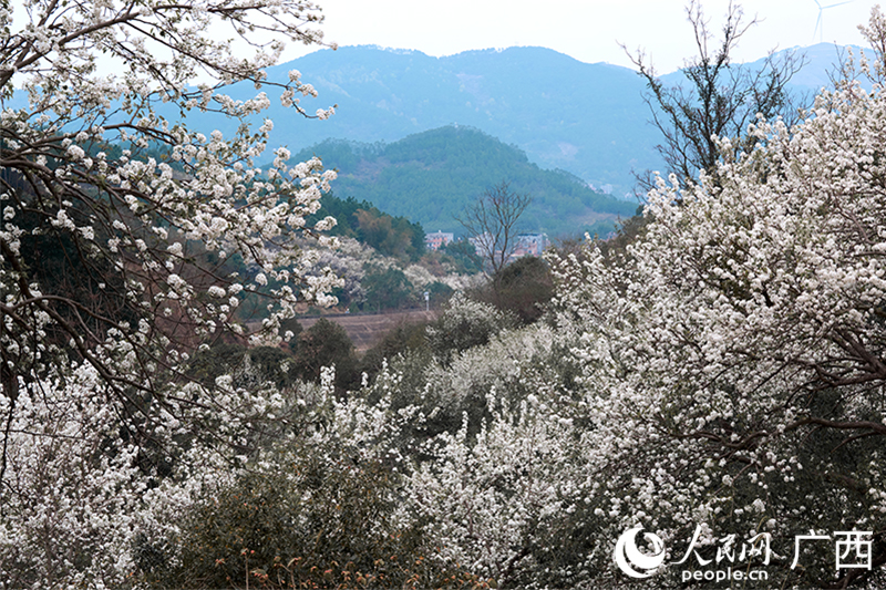 梨花谷內(nèi)花開正盛。人民網(wǎng) 馮肖慧攝