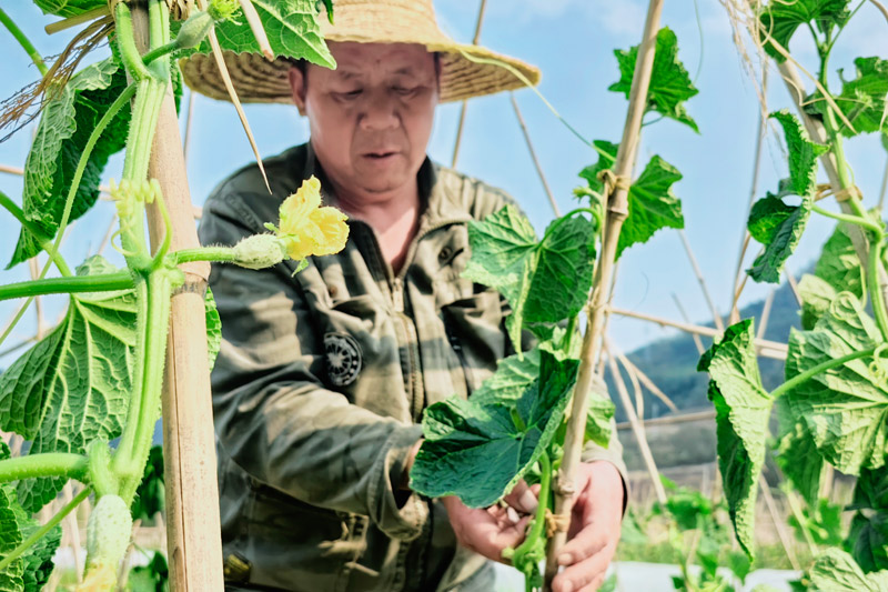 農(nóng)戶在固定瓜藤。